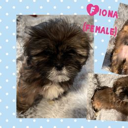 Fiona - Lhasa Apso puppy in Oklahoma from Lhasa Apso OKC