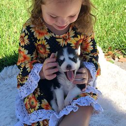 Pomsky Puppies from Palm Tree Pomskies