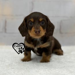 Mayzie - Chocolate and tan female Dachshund puppy in Nashville, Arkansas from Cuddles n Curls