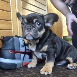 French Bulldog Puppies from Dunromin Farm