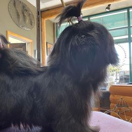 Nova - Shih Tzu