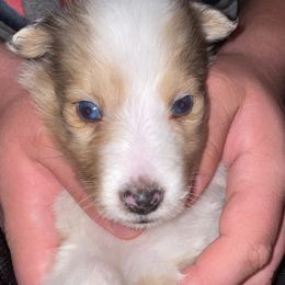 Shetland Sheepdog Puppies from Wild and Wonderful Shelties