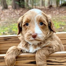 Goldie (Orange Collar) - Red female Australian Labradoodle puppy in Mount Gilead, North Carolina from Tillery Labradoodles