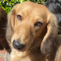 Lainey - Dachshund