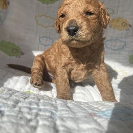 Goldendoodle Puppies from Cassie Farms