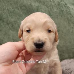 Tan collar - Golden male Golden Retriever puppy in Saint Helens, Oregon from Ebert Golden Retrievers & Pugs