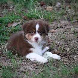 Boy 1 - Red tri-color male Miniature American Shepherd puppy in Robinson, Texas from Stellar Miniature American Shepherds