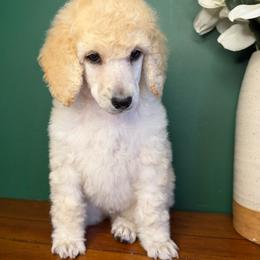 Lion - Cream male Poodle puppy in Greenwich, New York from MizzElle’s Standard Poodles