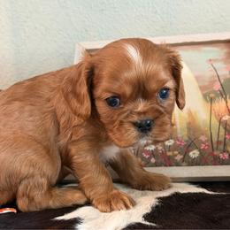 Erin - Ruby male Cavalier King Charles Spaniel puppy in Kidder, South Dakota from Continental Cavaliers