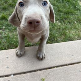 "Pumpkin" Weimaraner Puppies from Baird Weims - AKC registered