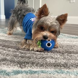 Yorkshire Terrier Puppies from Jackie Jenny’s Precious Yorkies