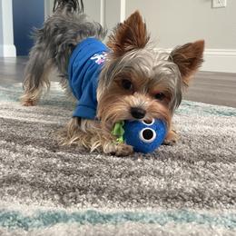 Yorkshire Terrier Puppies from Jackie Jenny’s Precious Yorkies