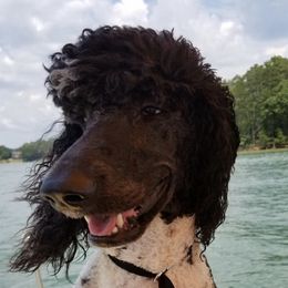 Poodles from Healthy and High Quality Standard