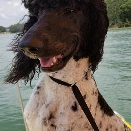 Poodles from Healthy and High Quality Standard