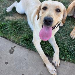Stella - Labrador Retriever