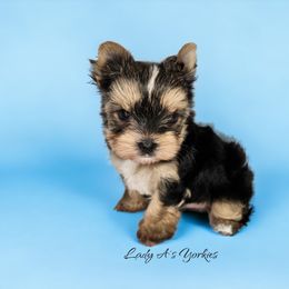 Yorkshire Terrier Puppies from Lady A's Yorkies