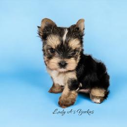 Yorkshire Terrier Puppies from Lady A's Yorkies
