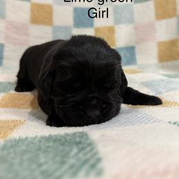 Green girl - Black female Labrador Retriever puppy in Corning, California from Raven's Labradors
