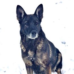 Pearl - German Shepherd