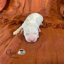 Chai - White female Lagotto Romagnolo puppy in Minster, Ohio from 1880 Lagotto