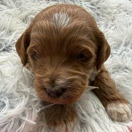 Aurora - Red  female Goldendoodle puppy in Hayden, Alabama from Agape Southern Farms
