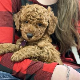 Rosie Girl 4 - Red  female Poodle puppy in Martinsville, Indiana from Stonewick Poodles