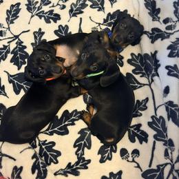 Larry - Black and tan male Dachshund puppy in Toledo, Ohio from Baldox Dachshunds