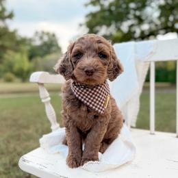Nitro - Merle male Goldendoodle puppy in Ooltewah, Tennessee from Allison Family Doodles