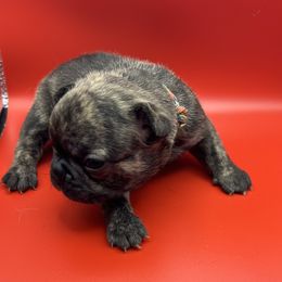 Rainbow collar - French Bulldog puppy in Derby, Kansas from Staci Tosh's French Bulldogs