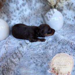 Dachshund Puppies from CSW Dachshunds