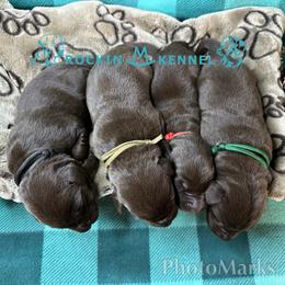 1st Pick Male - Chocolate male Labrador Retriever puppy in George West, Texas from Rockin M Kennel