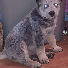 Australian Cattle Dog and Labrador Retriever Puppies from Trinity C Australian Cattle Dogs and Silver Labradors