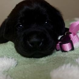 Pink Girl - Black female Labrador Retriever puppy in North Pole, Alaska from Mulberry Retrievers
