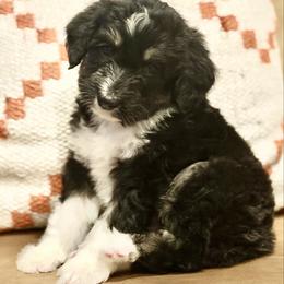 Casanova - Black and white male Aussiedoodle puppy in Jackson, Tennessee from Dinah Doodles and Aussies