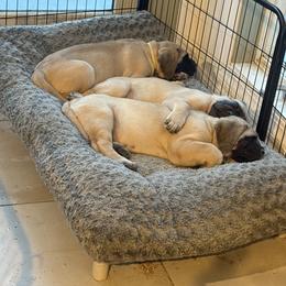 Mastiff Puppies from Green Meadow Mastiffs and Border Collies