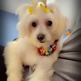Zoie - Maltese