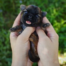 Korean Babydoll Toothless - Brown male Mal-Shi puppy in Barren Springs, Virginia from Seeking Shalom Acres Maltese, Maltipoos & Havamalts