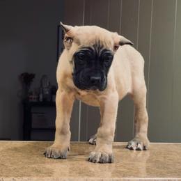 Miel - Fawn female Cane Corso puppy in Houston, Texas from Mortaio Cane Corso