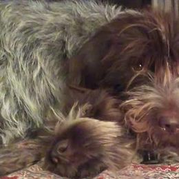 Wirehaired Pointing Griffons from Liberty Griffons