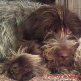 Wirehaired Pointing Griffons from Liberty Griffons