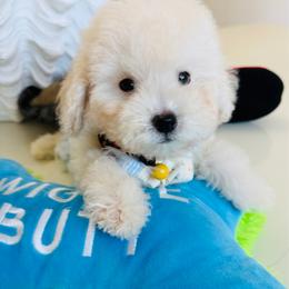 SNUGGLES - White male Maltipoo puppy in Sugar Land, Texas from Celebrity Maltipoos