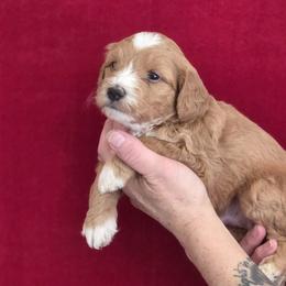 Fred - Red male Bernedoodle puppy in Milton, Florida from Sutton Place Doodles
