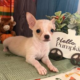 Andy - Fawn and white male Chihuahua puppy in Sherwood, Arkansas from Bartelt Breeders