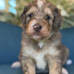 Octoman - Tri-color male Bernedoodle puppy in Yuciapa, California from AlltheDoodlez_