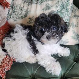 Bandit - Black & white female Maltipoo puppy in Mena, Arkansas from Belle Ball Puppies