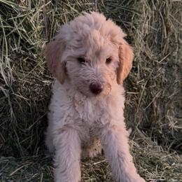 Belle-Cream Princess - Cream female Labradoodle puppy in Churchill County Fallon, Nevada from Card Family Ranch