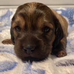 Blue collar male - Cream male Dachshund puppy in Madison, Indiana from Jensen Dobermans and Dachshunds