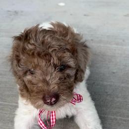 Boy 2 Merle - Merle male Double Doodle puppy in Yoakum, Texas from The Scott’s Dood Ranch