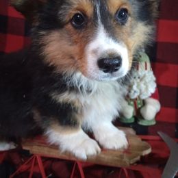 Pembroke Welsh Corgi All Grown Up from Cedar Trail Corgis