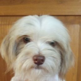 Pumpkin Pie - Chocolate sable male Havanese puppy in Terrell, Texas from Ashley Nicole Ranch